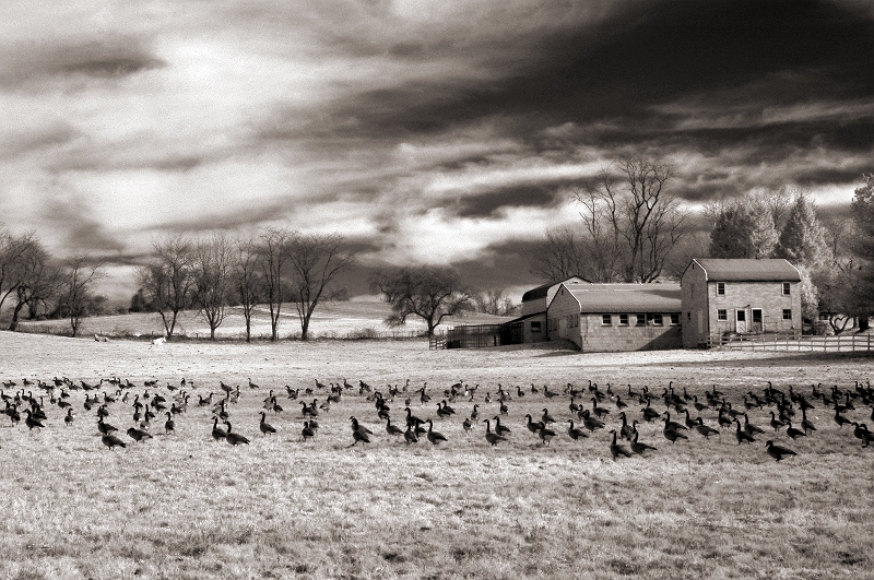 Geese at Rest Near Yellow Springs, PA  Dave Hickey